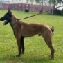 Personal Protection Dog- BOURBON