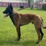 Personal Protection Dog- BOURBON