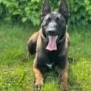 Personal Protection Dog- BOURBON