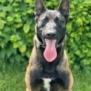 Personal Protection Dog- BOURBON