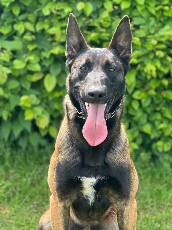 Personal Protection Dog- BOURBON