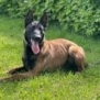 Personal Protection Dog- BOURBON