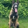 Personal Protection Dog- BOURBON