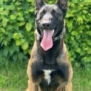 Personal Protection Dog- BOURBON