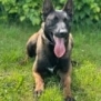 Personal Protection Dog- BOURBON