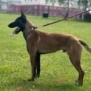 Personal Protection Dog- BOURBON