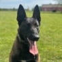 Personal Protection Dog- BOURBON