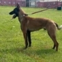 Personal Protection Dog- BOURBON