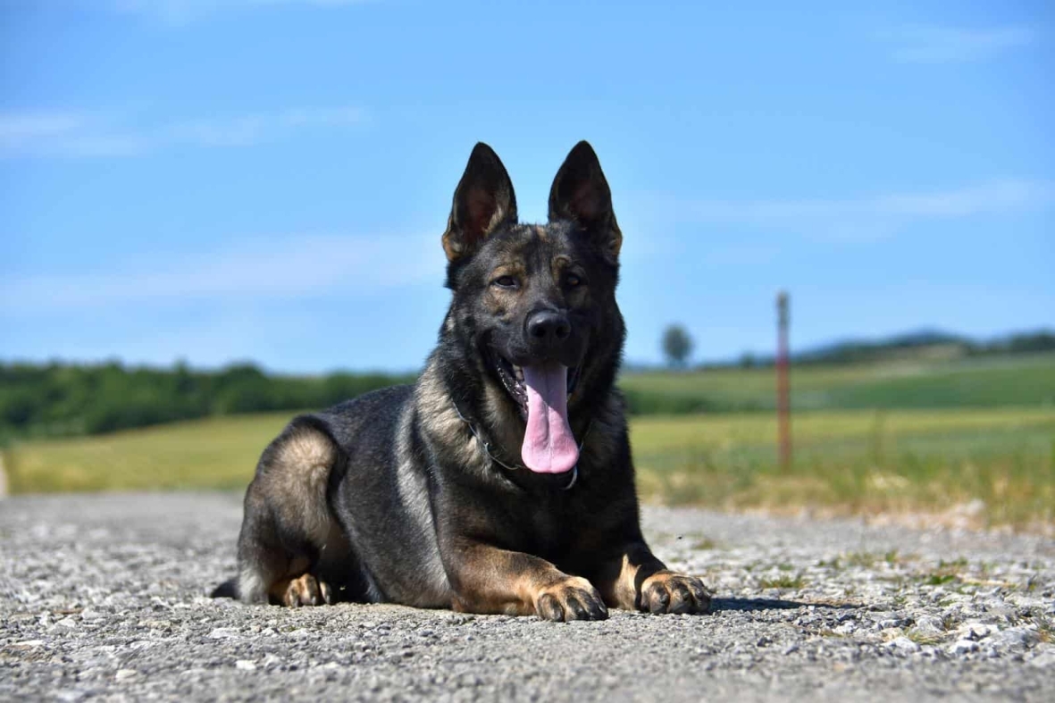 Elite Family and Personal Protection Dog-QWANDO