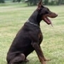 Personal Protection Dog-ODYSSEY