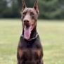 Personal Protection Dog-ODYSSEY