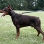 Personal Protection Dog-ODYSSEY