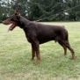 Personal Protection Dog-ODYSSEY