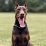 Personal Protection Dog-ODYSSEY