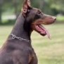 Personal Protection Dog-ODYSSEY