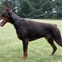 Personal Protection Dog-ODYSSEY