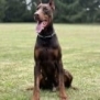 Personal Protection Dog-ODYSSEY