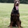 Personal Protection Dog-ODYSSEY