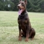 Personal Protection Dog-ODYSSEY