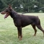 Personal Protection Dog-ODYSSEY