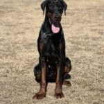 Protection dog for security, guarding, and personal safety training. Elite protection dogs trained f.