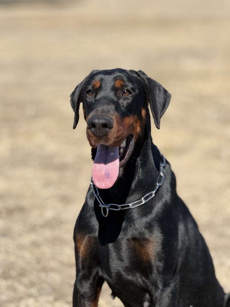 Family and Personal Protection Dog-TIA