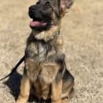 Young German Shepherd protection dog sitting outdoors, alert and ready.