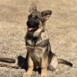 Young German Shepherd protection dog puppy outdoors on dry grass.
