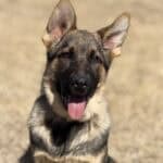 Young protection dog puppy with alert ears and friendly expression.