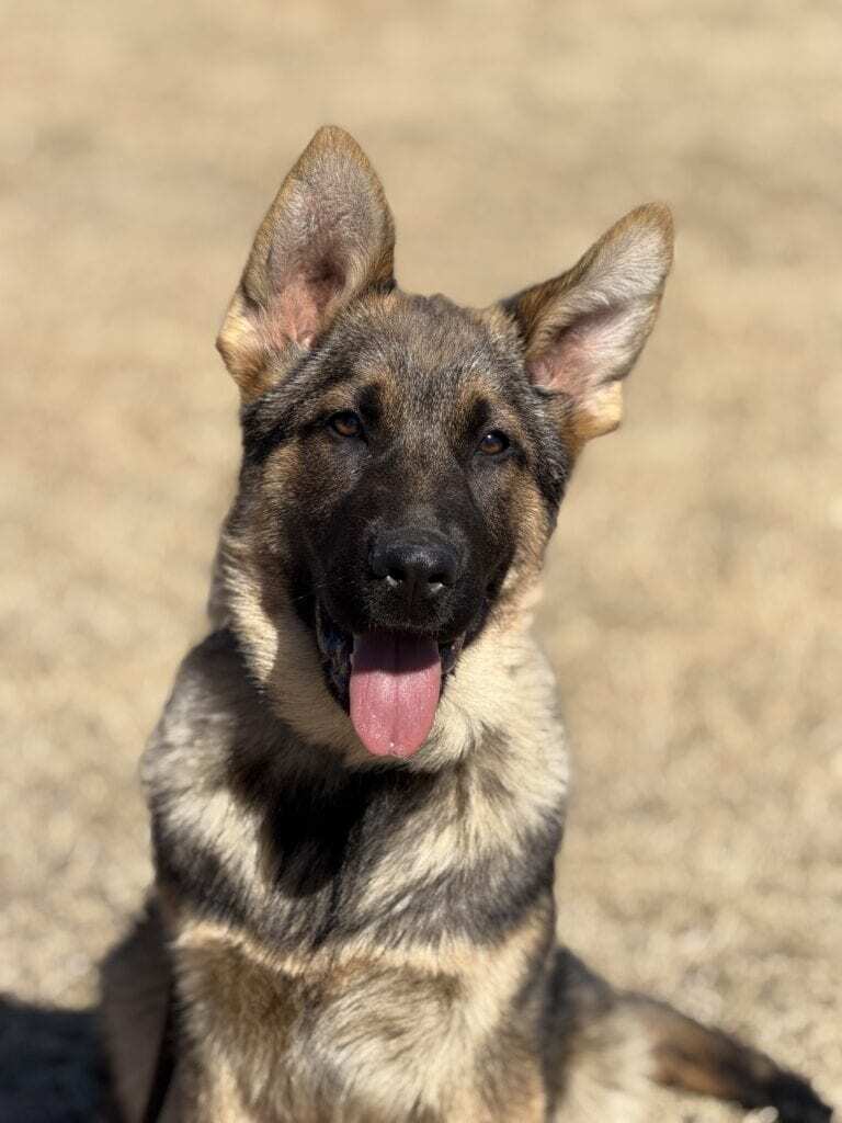 Elite Family and Personal Protection Dog- ALBA