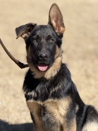 Elite Protection Dog-ALFA
