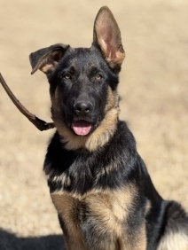 Elite Protection Dog-ALFA