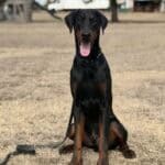 Protection Dog for Security and Personal Safety.