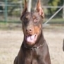 Protection dog on leash during training session for security work.