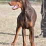 Doberman protection dog standing outdoors during training session.