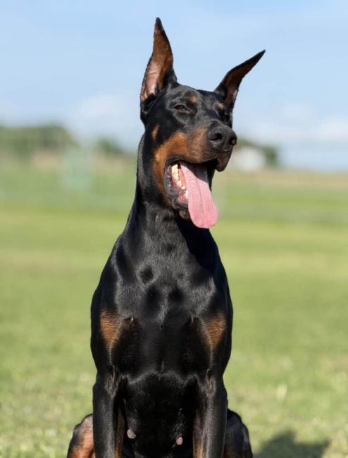 Personal Protection Dog - ZEUS