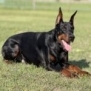 Black and tan Doberman Pinscher lying on grass in outdoor setting.