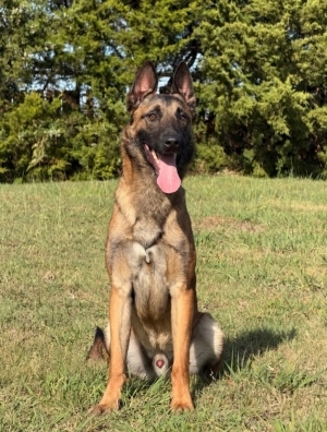 Executive Protection Dog- CAIRO