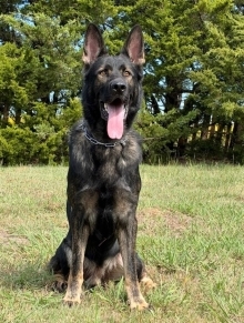 Elite Protection Dog-HARDY