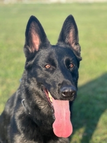 Executive Protection Dog- UXA